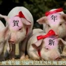 돈돼지 이미지