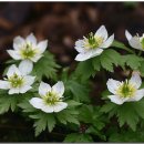 하늘자원 이미지