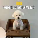 자연의 의자 | 플라팜 강아지 펫체어 식탁의자 내돈내산 후기 목부담 줄이고 펫테리어까지