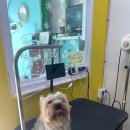 빅맨애견미용 이미지