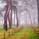 금강송에코리움(찜질방) 이미지