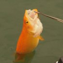 황쏘가리 이미지