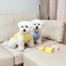 러비퍼피 이미지