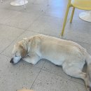 미어켓파크 이미지