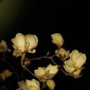 관모초교 이미지