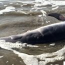 딥워터 호라이즌 원유 유출 사고가 아직도 돌고래를 죽이고 있다 이미지