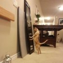 멋진 고양이 이미지