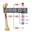 < 10월 12일 > 골수와 면역 이미지