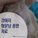 수일메디칼 | "항문낭염이 낫지 않아요" 강아지 항문낭 종양(항문낭 선암종) 후기