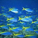 풍경의 바다 이미지