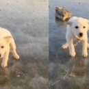 강아지 나라 이미지