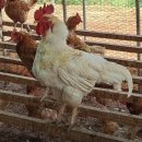 양계장농장 이미지