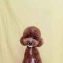 부티크멍 애견미용실 이미지