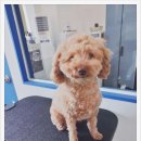 멍is뭔들 이미지