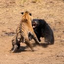 sloth bear 이미지