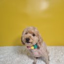 몽쉘몽봉 이미지