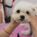 이뻐질개 이미지