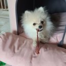 콩이 애견샵 이미지