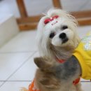 올리브 펫 이미지