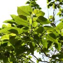 본초한의원 이미지