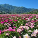 영천(작약꽃 축제장, 보현산댐 출렁다리, 보현산 천문대) 나들이 - 타인 이미지