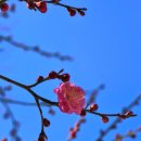 달본 이미지