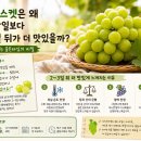 운송농원 - 울주군 웅촌로 484 | 🍇 샤인머스켓은 왜 수확 당일보다 2~3일 뒤가 더 맛있을까? 농가가 말하는 골든타임의 비밀