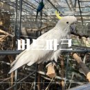 오리와생태의만남 | 경주 아이와 겨울철 실내 가볼만한곳 경주 버드파크 동물 새 먹이주기 체험 후기