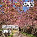 자비사 - 1152 | 밀양유명사찰 자비사 겹벚꽃터널 실시간 4월 가볼만한곳