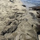 라 호야 코브 (La Jolla Cove) 솔직 후기 / 바다사자 펠리컨 가마우지 관찰 / 냄새 / 자세한 정보 - 2