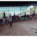 BK승마랜드 이미지