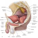 허리디스크 치료와 하지 신경포착증후군 치료를 위한 신경해부학 이미지