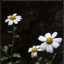 신부이용원