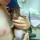 허치