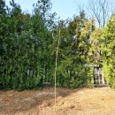 나무그늘 행정사사무소 | [육아일기] 🌱 아파트 나무심기 행사 참여 후기, 도희를 위해 한 그루 심고 왔습니다