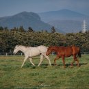 목장풍경민박 이미지