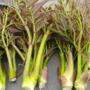 신흥2농장 이미지