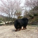 삼손 이미지