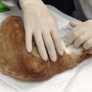 우리고양이 이미지