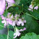 성환농장 이미지