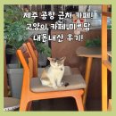 탐나는 고양이 | 제주 공항 근처 카페! 아이와 가기 좋은 고양이 카페 미르담 내돈내산 후기!