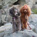 아리랑밸리켄넬 이미지