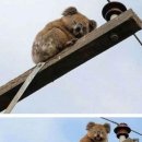 꽐라만취 이미지