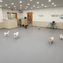 커몬댕댕 광주애견유치원&애견호텔 이미지