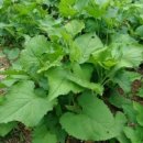 크린 스마트 이미지