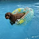 마추피추애견블랙 | 개별 운동장 &amp; 애견 수영장 있는 단양 [ 댕댕이 애견 펜션 블랙 ] 비추천 이유