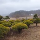 일반측백/구상나무/둥근소나무(반송) 판매 이미지