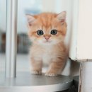 울산 고양이분양 미유펫 이미지