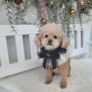 댕댕이 미장원 이미지