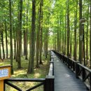 생태원길(배롱나무길) 이미지